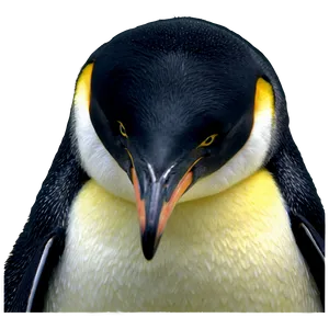 Emperor Penguins Png 06112024 PNG Image