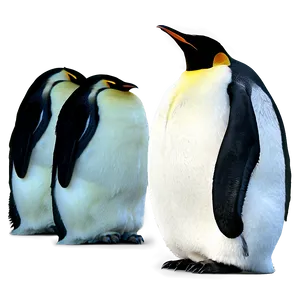 Emperor Penguins Png 80 PNG Image