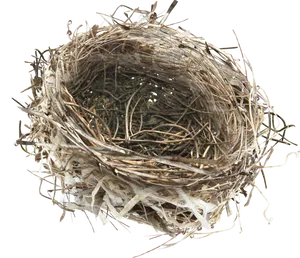 Empty Bird Nest Top View PNG Image