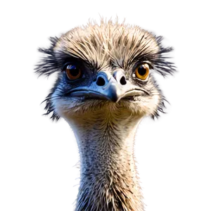 Emu Bird Png Qbn PNG Image