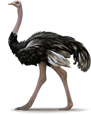 Emu Striding Profile PNG Image