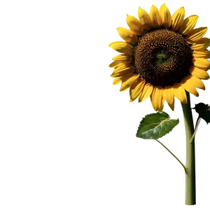 Enchanting Sunflower Image Png 06202024 PNG Image