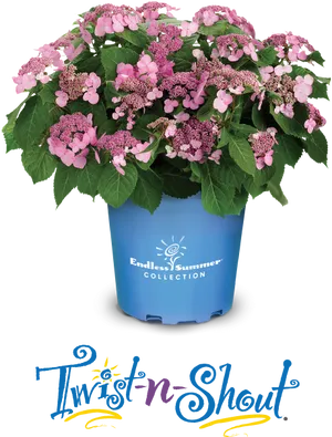 Endless Summer Twistn Shout Hydrangea PNG Image