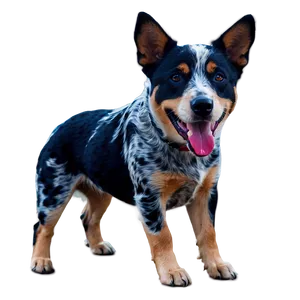 Energetic Blue Heeler Png 95 PNG Image