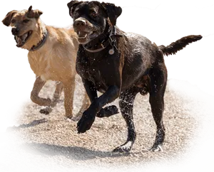 Energetic Dogs Playingon Beach PNG Image