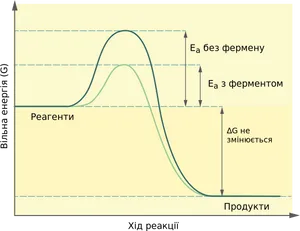 Energy Profile Reaction Pathwaywith Enzyme PNG Image