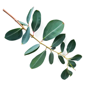 Eucalyptus Branch Flatlay Png 95 PNG Image