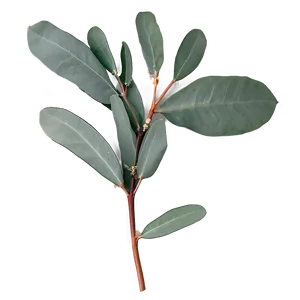 Eucalyptus Branch Flatlay Png Yfe14 PNG Image