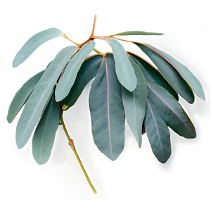 Eucalyptus Branch Flatlay Png Yku PNG Image