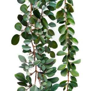 Eucalyptus Garland Png 06272024 PNG Image