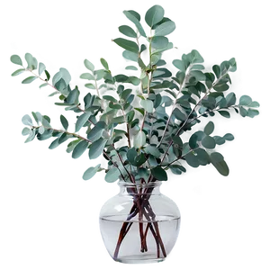 Eucalyptus In Vase Png 05242024 PNG Image