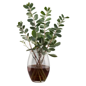 Eucalyptus In Vase Png Lqh77 PNG Image