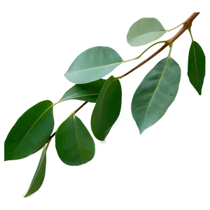 Eucalyptus Leaf Png Ogs PNG Image