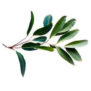 Eucalyptus Leaves C PNG Image