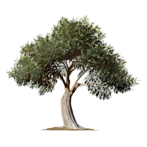 Eucalyptus Tree Silhouette Png Enp64 PNG Image