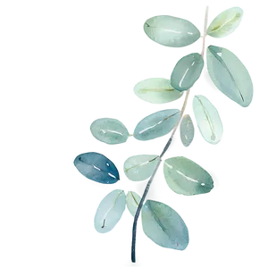 Eucalyptus Watercolor Greeting Card Png Kck29 PNG Image