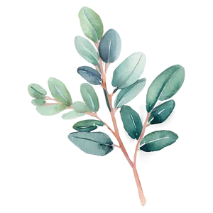 Eucalyptus Watercolor Greeting Card Png Rxi8 PNG Image