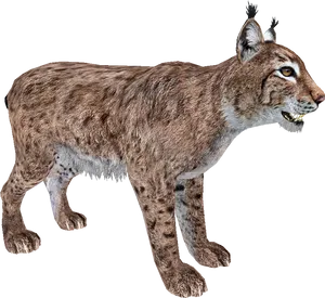 Eurasian Lynx Walking Profile PNG Image