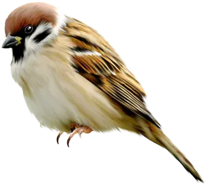 Eurasian Tree Sparrow Illustration.png PNG Image