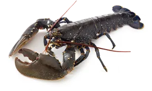 European Crayfish Isolated PNG Image