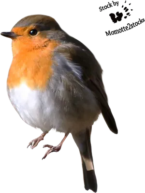 European Robin Portrait PNG Image