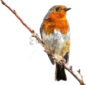 European Robinon Branch PNG Image