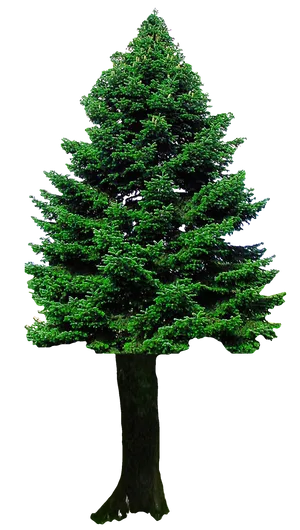 Evergreen Christmas Tree.png PNG Image