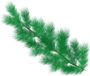 Evergreen Pine Branches.png PNG Image