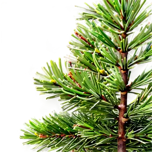 Evergreen Pine Tree Png Nxm PNG Image