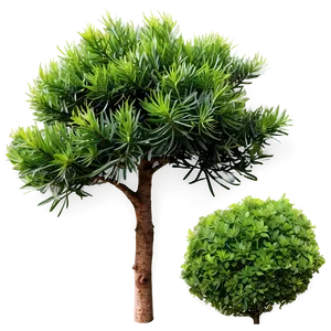 Evergreen Shrubs Png 06122024 PNG Image