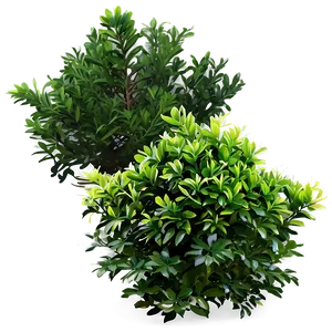 Evergreen Shrubs Png Lth PNG Image