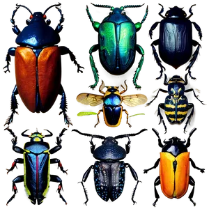 Exotic Beetles Collection Png Ohv57 PNG Image