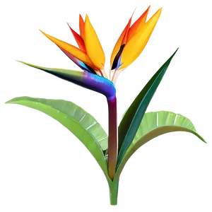 Exotic Bird Of Paradise Plant Png Lxd16 PNG Image