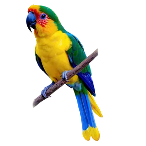 Exotic Birds PNG 06202024 PNG