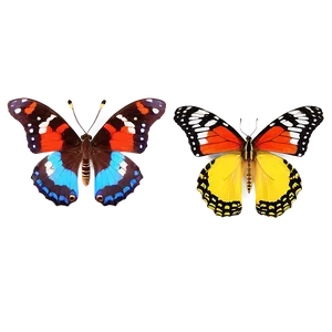 Exotic Butterfly Display Png Ikf PNG Image