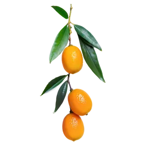 Exotic Kumquat Png Uan85 PNG Image