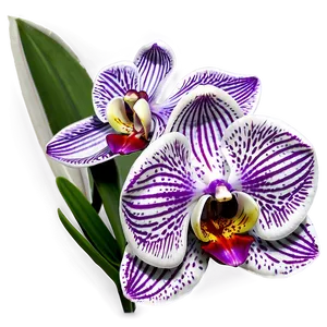 Exotic Orchid Png 84 PNG Image