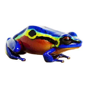 Exotic Poison Dart Frog Png Dmp PNG Image