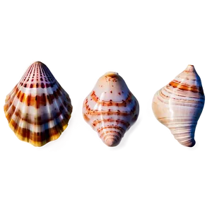 Exotic Seashells Set Png Dfa6 PNG Image