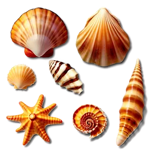 Exotic Seashells Set Png Scs62 PNG Image