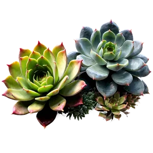 Exotic Succulents Assortment Png 33 PNG Image