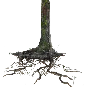 Exposed Roots Treeon Black Background PNG Image