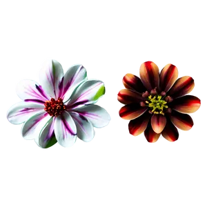 Exquisite Petal Png Qrk9 PNG Image