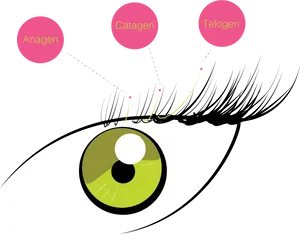 Eyelash Growth Cycle Illustration PNG Image