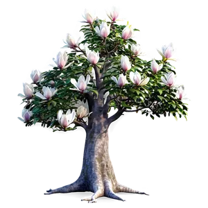 Fairy Tale Magnolia Tree Png Cbf94 PNG Image