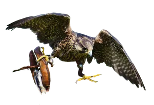 Falconin Flightwith Gloves PNG Image