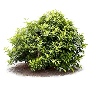 Fast Growing Shrubs Png Ydc PNG Image