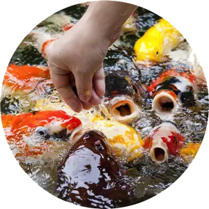 Feeding Timeat Koi Pond.png PNG Image