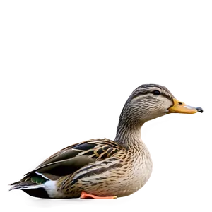 Female Mallard Duck Png 2 PNG Image