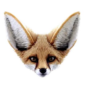 Fennec Fox Ears Detail Png 90 PNG Image